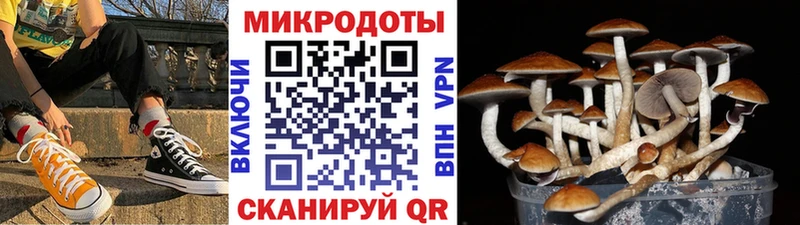 Псилоцибиновые грибы Cubensis  Купить где  Курчалой 